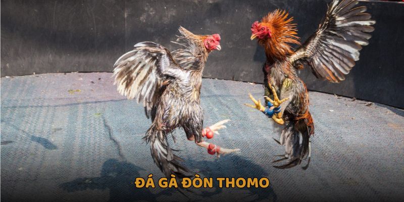 Đá Gà Đòn Thomo Thể Thao Giải Trí Đậm Chất Truyền Thống 10 Đá gà đòn Thomo